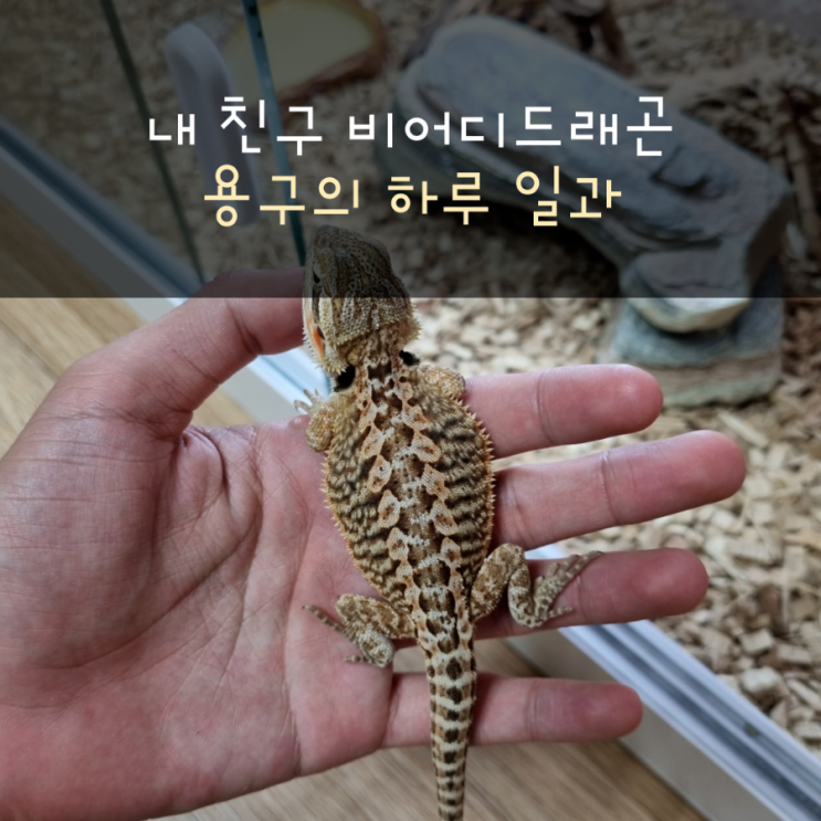  용구의 하루 일과