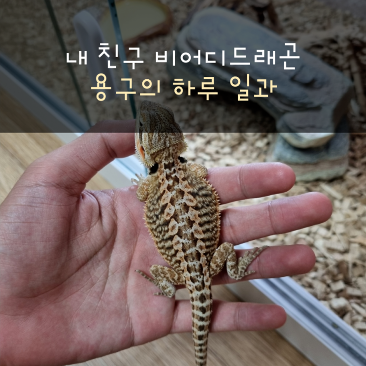 용구의 하루 일과