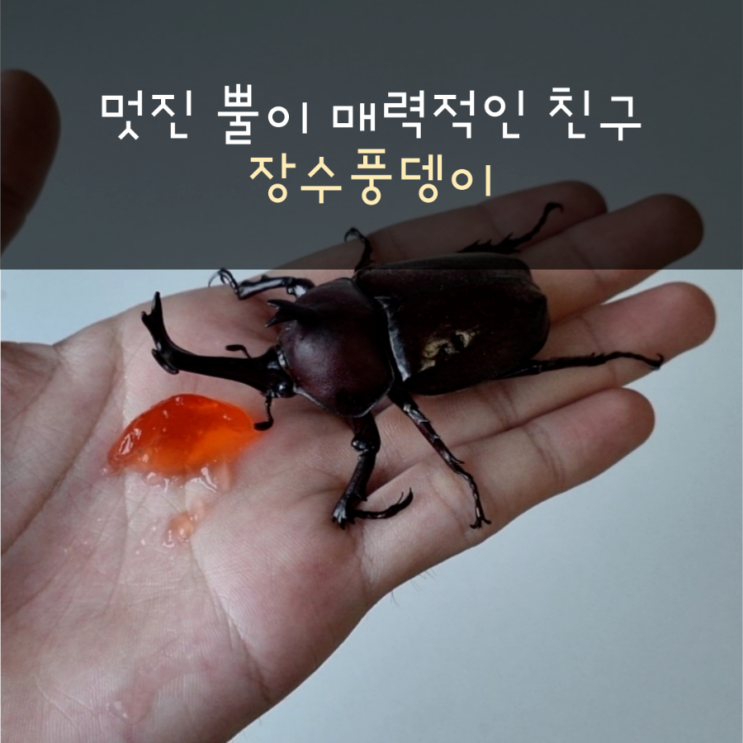 풍순이의 신랑을 찾아서(feat.풍랑이)