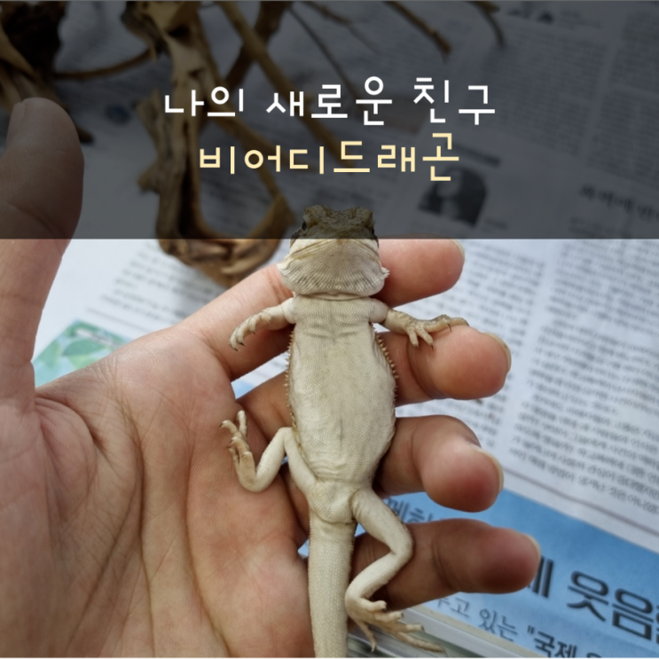  새친구 비어디드래곤(feat.영이게코)