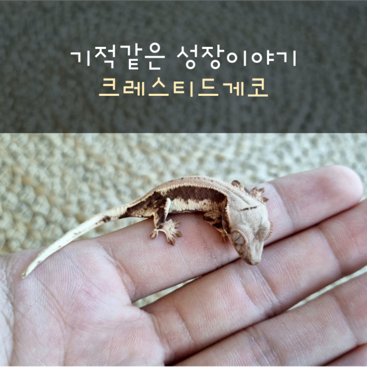  크레스티드게코 아가의 성장이야기