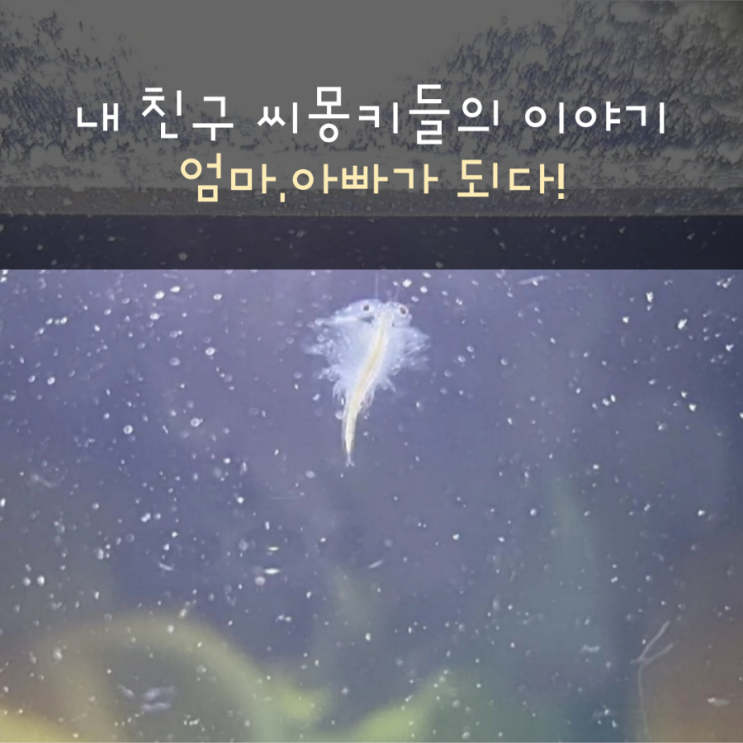 나의 친구 씨몽키가 엄마,아빠가 되다!