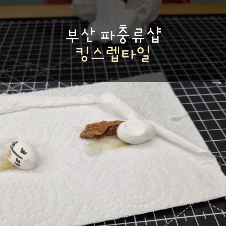  부산 신생 파충류샵(킹스렙타일) 방문기