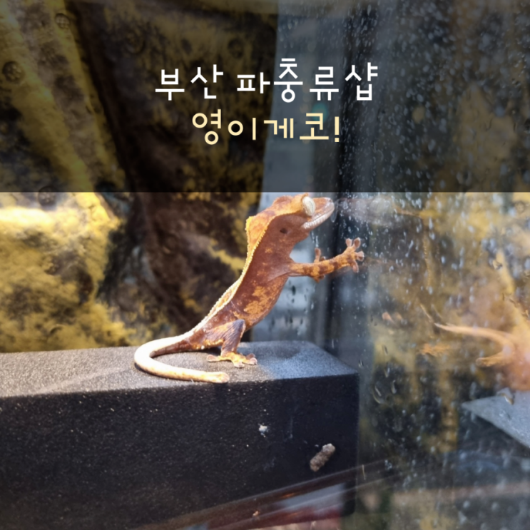  부산 파충류샵 영이게코
