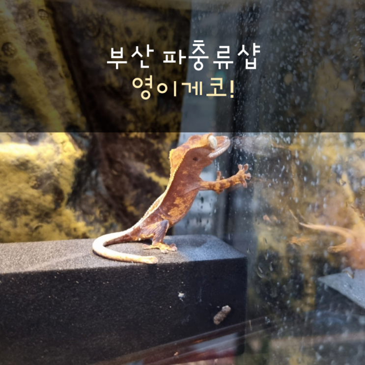 부산 파충류샵 영이게코