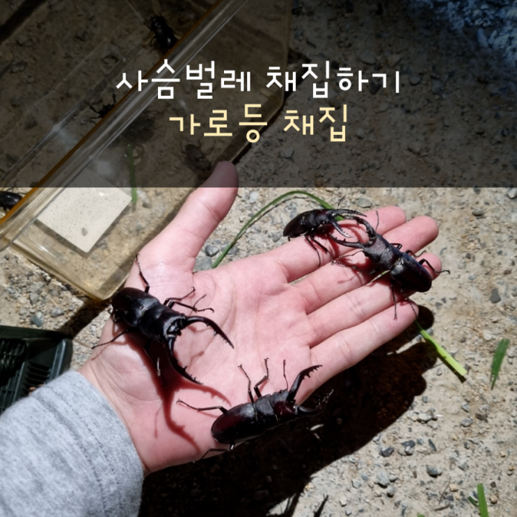  야간 가로등 채집기