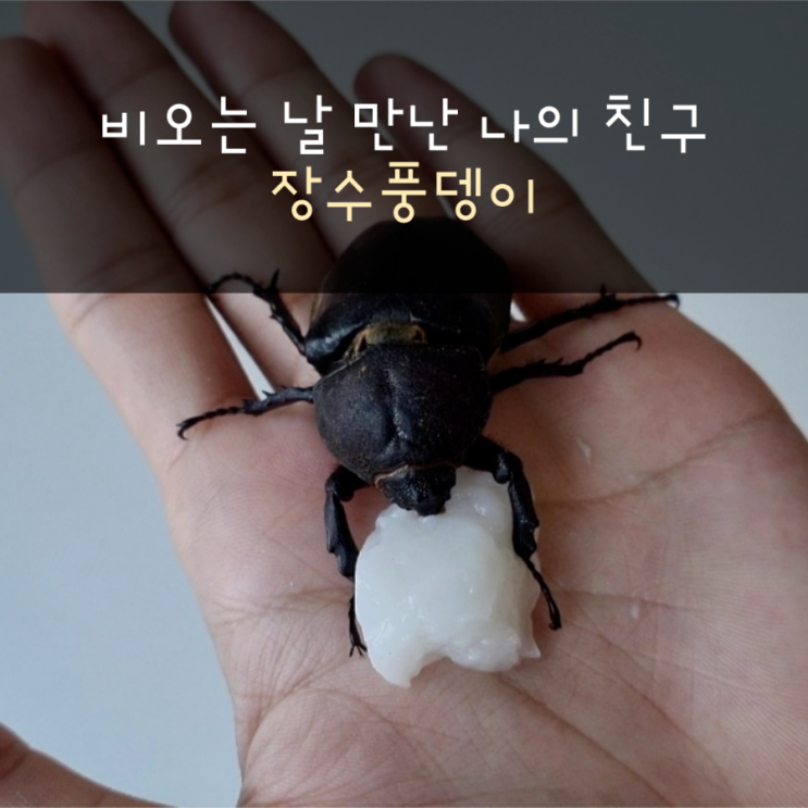 비오는 날 장수풍뎅이 구출이야기(feat.풍순이)