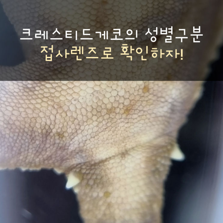  크레스티드게코 성별구분을 위한 접사렌즈