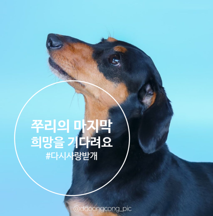  보호소로 돌아가야 할지도 몰라요. 임보/입양처 급구 다시사랑받개 쭈리