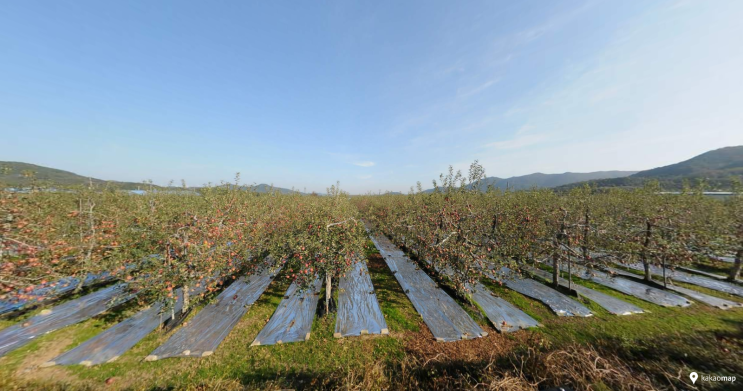 포항 사과밭 과수원매매(사과나무 350수) 기계면 고지리 토지매매