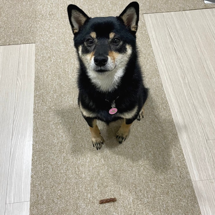  강아지 인식표 페오펫 외장칩 구매기 (목걸이 가격 및 착용샷)