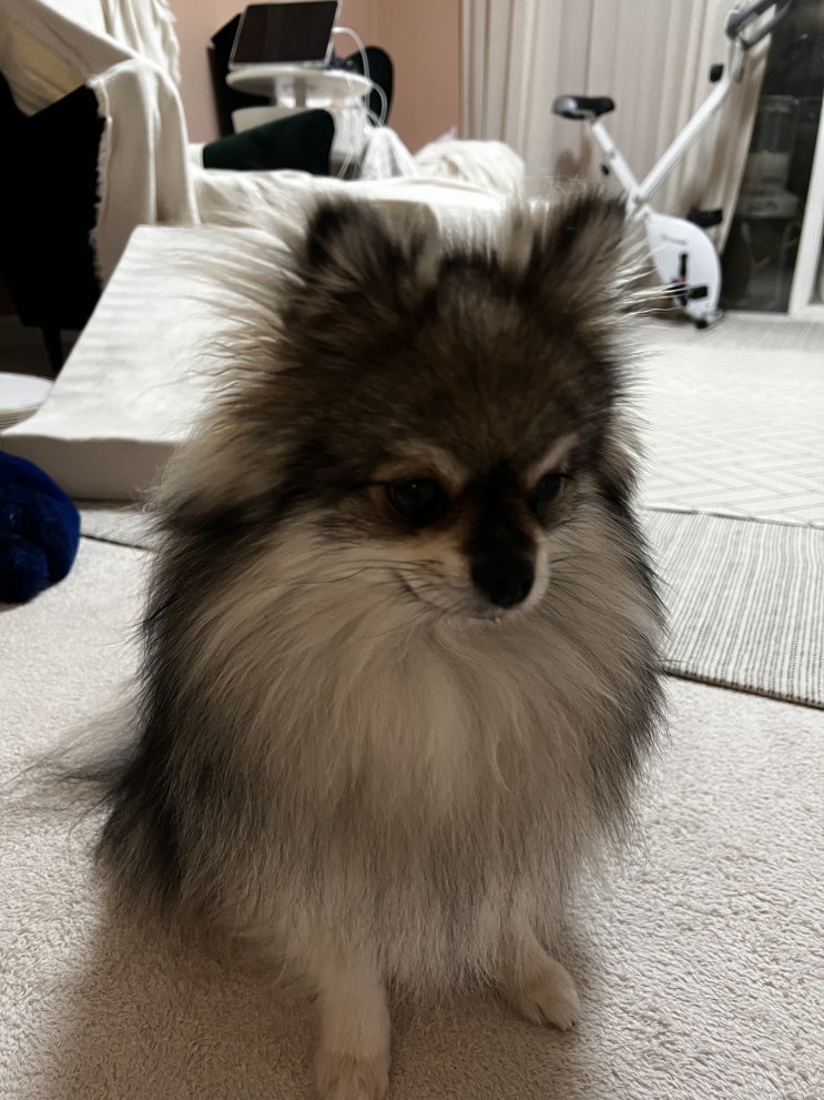  귀여운 꾸꾸, 구겨진 꾸꾸