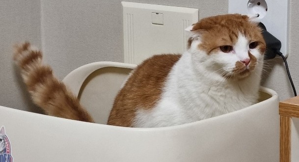 고양이 배변 실수 : 고양이가 화장실을 쓰지않는 이유