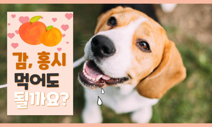  강아지가 감, 홍시 먹어도 될까요?