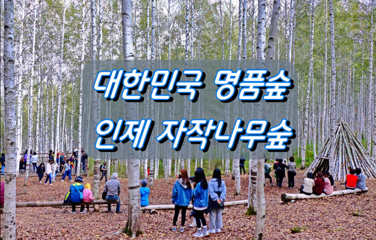 대한민국 최고 명품숲 인제 자작나무숲