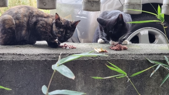  고양이 감기(기침, 허피스)에 엘라이신 영양제