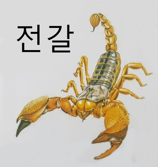  전갈 절지동물 종류 특징 (사막전갈 채찍전갈 등)