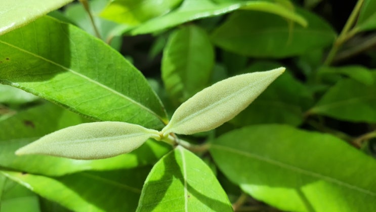  홈가드닝 황금알을 낳는 레몬머틀 나무 키우기 How to grow Lemon myrtle (feat 생명나무농장)