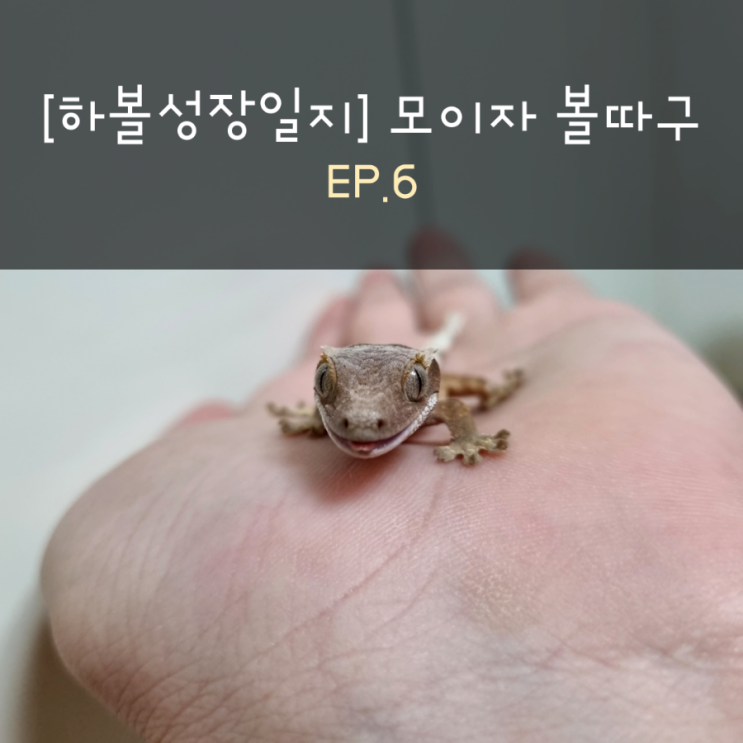  [하볼성장일지] 모이자 볼따구 EP.6