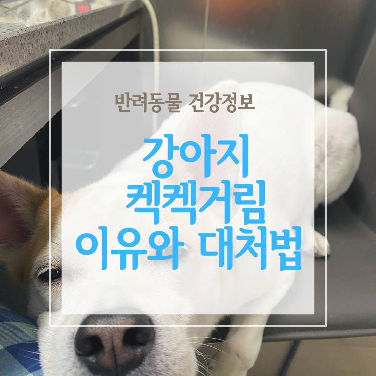  강아지 켁켁거림! 이유와 대처방법을 알아볼께요!