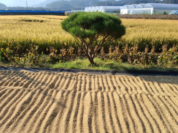 자연바람과 햇빛으로 말리는 삼광벼