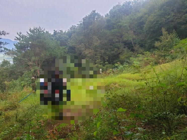  2021년 경북 김천시 벌초대행 #벌초대행 고인돌장묘개발장의사