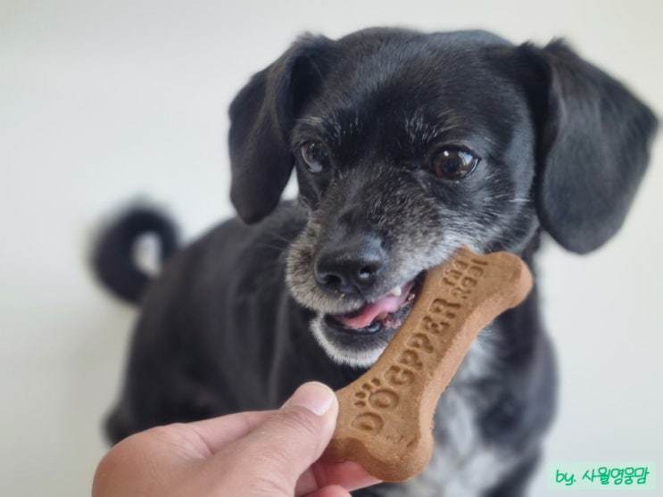 버거킹 애견간식 독퍼 ( dogpper )기호성 더리얼. 내돈내산후기 버거킹 애견간식 독퍼 ( dogpper )기호성 더리얼. 내돈내산후기