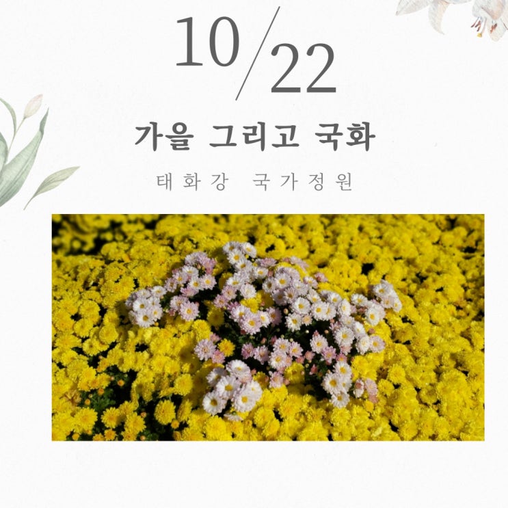  오늘의 컬러는 노란색입니다~~ 태화강 국가정원 노란색의 파티