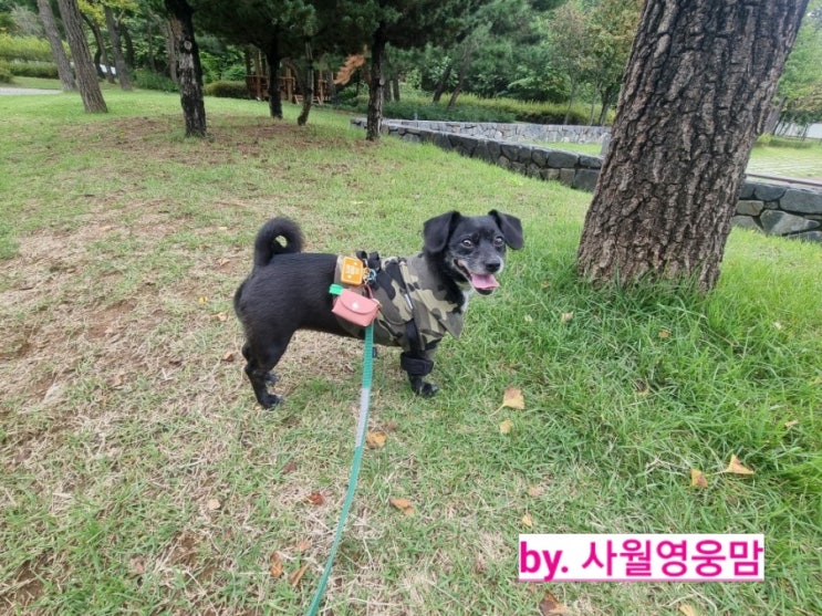 강아지배변봉투가방 코코뮤즈 사피아노 레더 풉백. 이렇게 이쁠일인가. 강아지배변봉투가방 코코뮤즈 사피아노 레더 풉백. 이렇게 이쁠일인가.