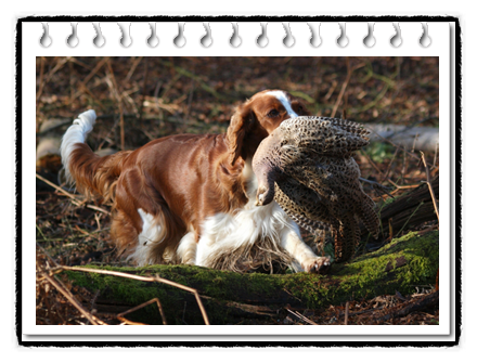  웰쉬 스프링거 스파니엘 분양가격과 성격, 역사 및 크기에 대해(Welsh Springer Spaniel)