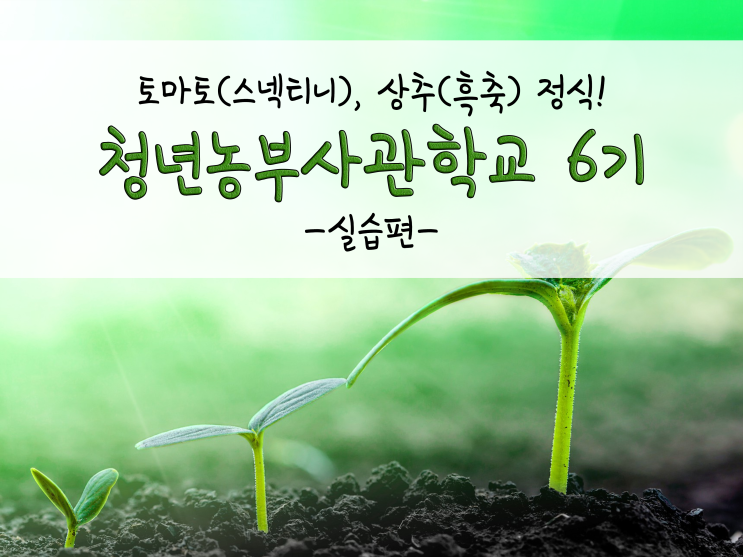 청년농부사관학교 6기_실습_토마토(스넥티니) 정식,상추(흑축) 정식(EC 맞추기)!_211022