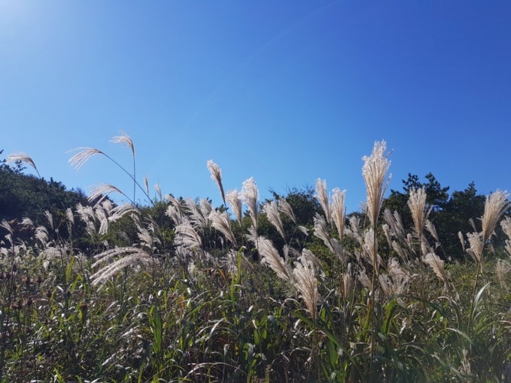 부산억새명소/해운대장산억새밭/부산가을등산추천