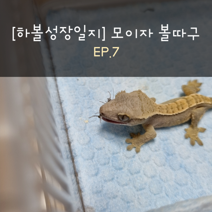  [하볼성장일지] 모이자 볼따구 EP.7