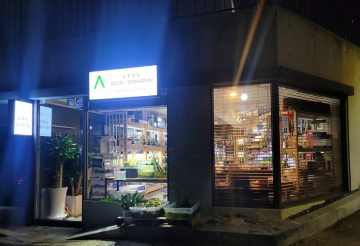  부산 광안동 아톤수족관 aton aqua terra 칼리코오란다금붕어