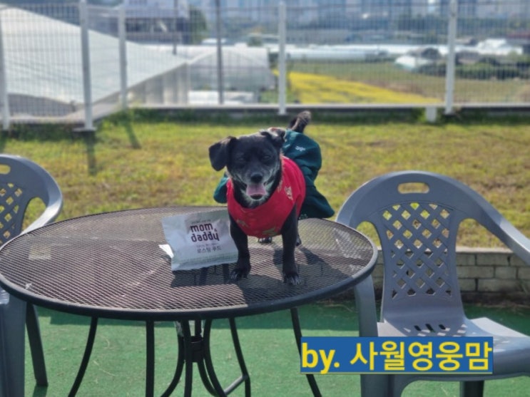 강아지사료. 쫀득쫀득 기호성 좋은 코박사료는 맘앤대디 그레인프리사료 강아지사료. 쫀득쫀득 기호성 좋은 코박사료는 맘앤대디 그레인프리사료