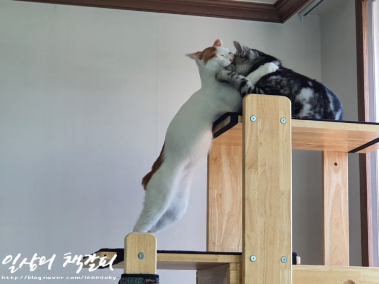  <2인2묘 라이프> 2021. 10. 22.~23. 평온한 주말일상