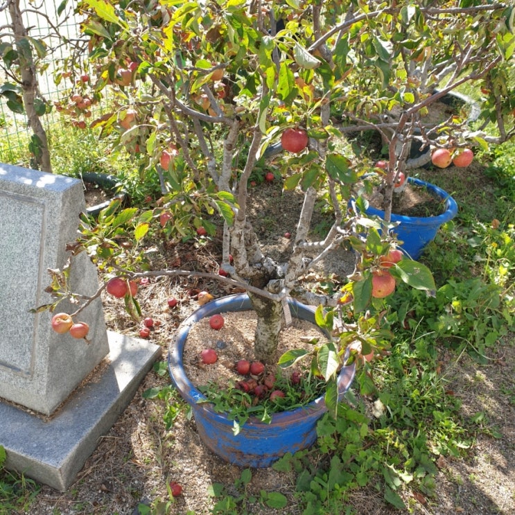  서울에서 텃밭 농장체험을 하고 오다