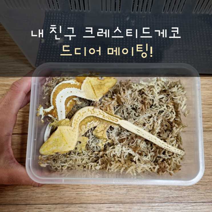  크레스티드게코 친구가 드디어 메이팅을 하다!