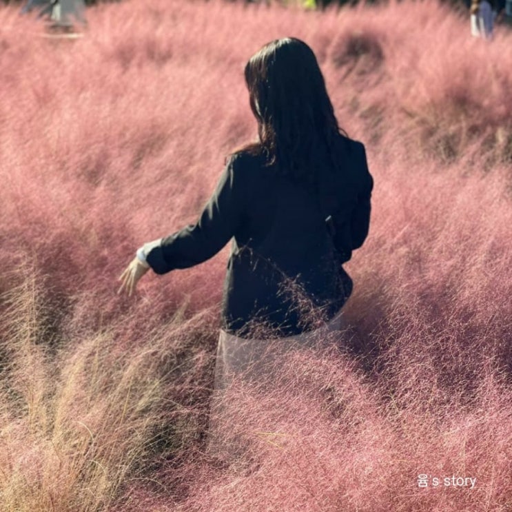 핑크뮬리 성지 인천 드림파크 야생화단지 가을 꽃구경해요