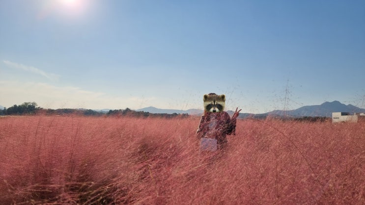 [양주 나리농원] 핑크 뮬리 장미꽃 등 꽃구경 산책