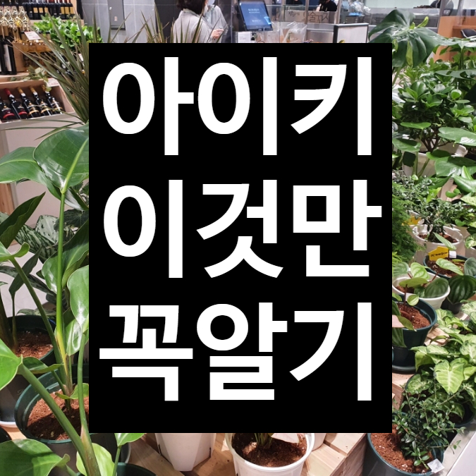  아이키 관심 있으신 분들 이글 주목