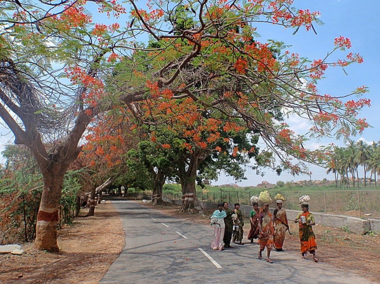  India - Hampi - 그들에게 힌두이즘은 뭐였을까