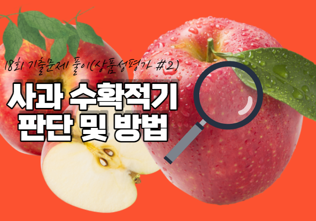  [제18회 기출문제 풀고 경매사 되기] 청과부류 상푸성평가 2번 "사과는 언제 따야 좋아??"