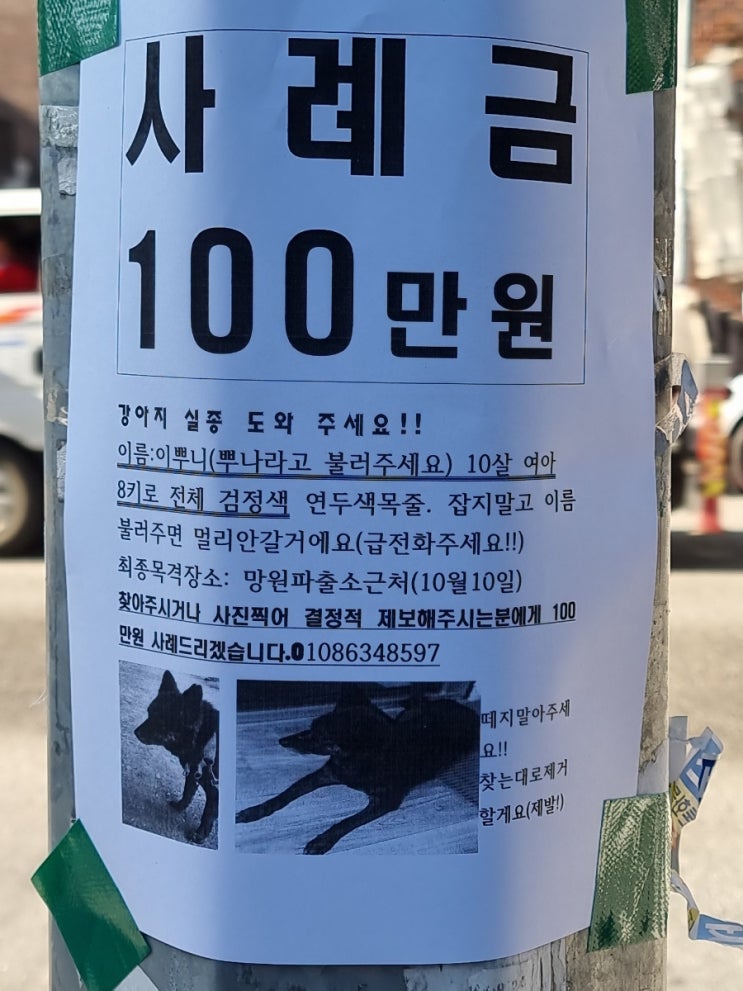  망원동에서 강아지 잃어버리셨대요