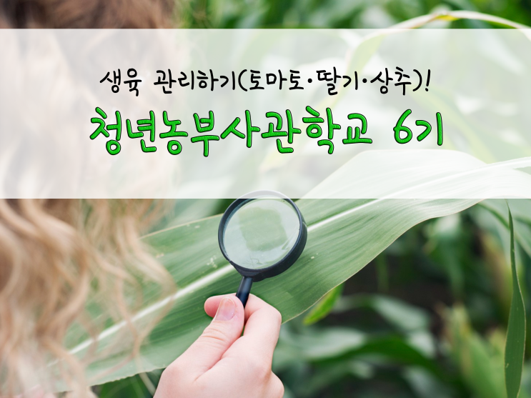  청년농부사관학교 6기_생육관리(토마토·딸기·상추 생육 확인하기)_211025