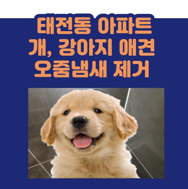  세입자 이사후 방바닥 벽에 개 강아지 오줌 소변 배변 냄새 말끔하게 없애는 방법! 나비야놀자~