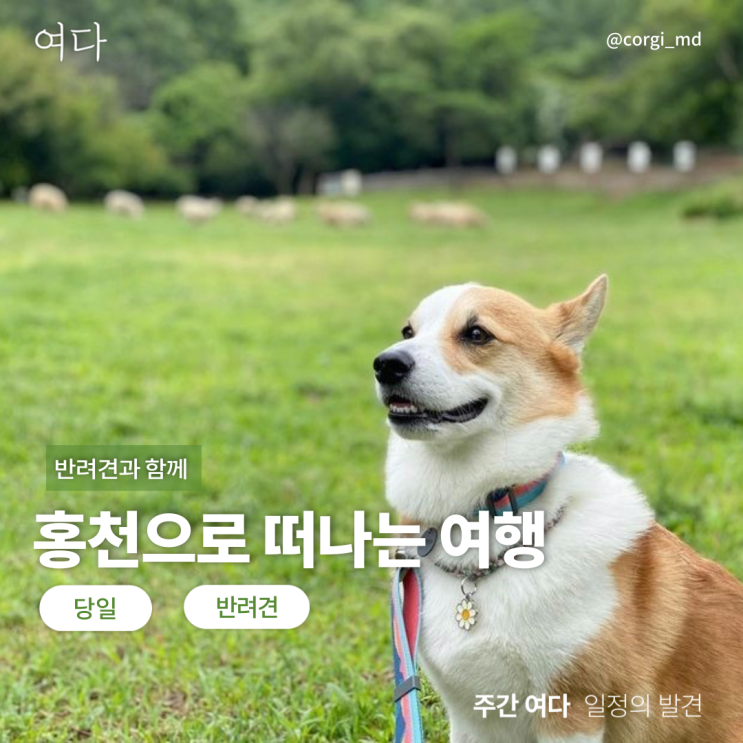  [홍천여행]반려견과 홍천으로 떠나는 여행