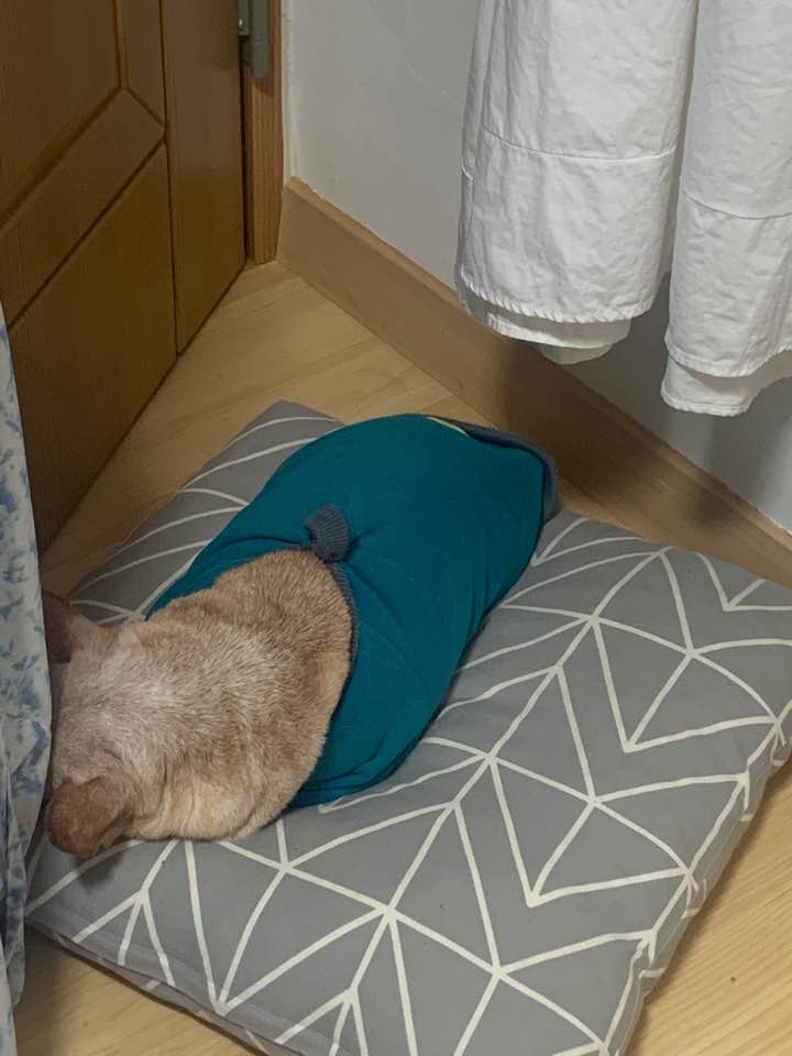  뽀순이1