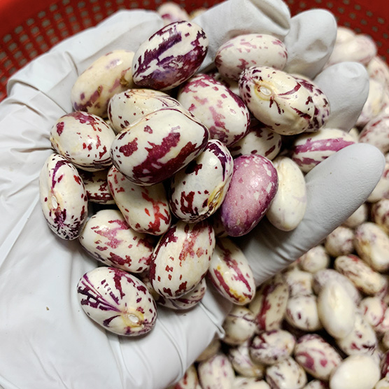  당신만 모르는 [영암상회]국내산 생 호랑이밤콩 껍질제거 깐호랑이콩 500g 1kg 냉동아님, 호랑이콩1kg 추천합니다