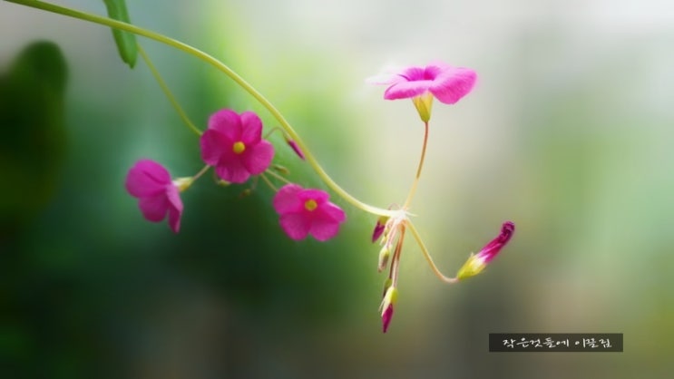  베란다 정원의 사랑초(참사랑초,땅콩사랑초, 보위에나,크리스피플로라)